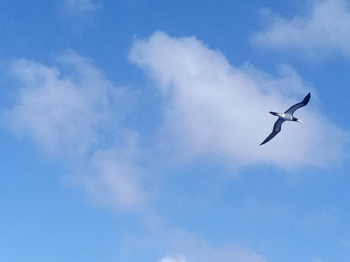 Brown Booby (Atlantic) - ML629609025