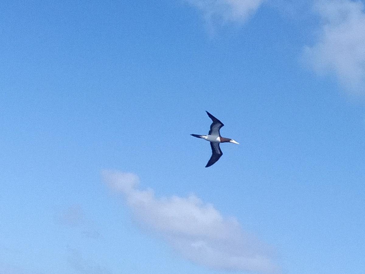 Brown Booby (Atlantic) - ML629609026