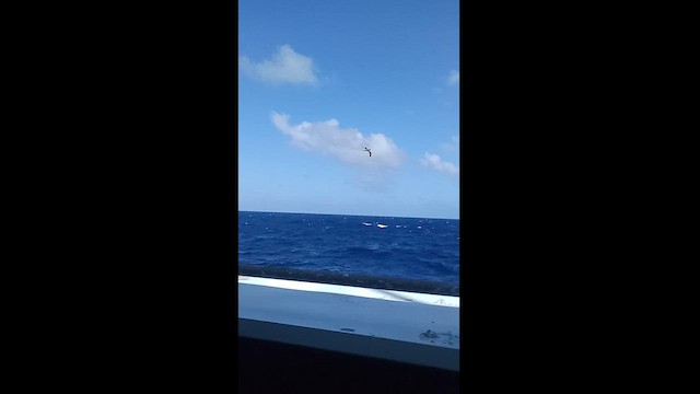 Brown Booby (Atlantic) - ML629609045