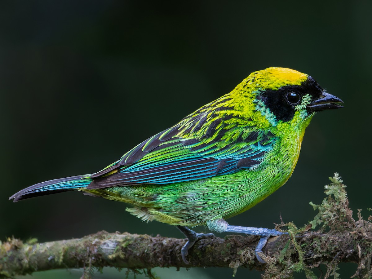 Green-and-gold Tanager - ML629609367