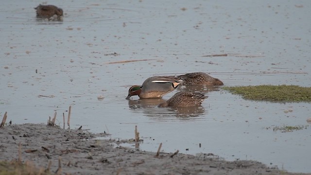 Green-winged Teal (Eurasian) - ML629609431