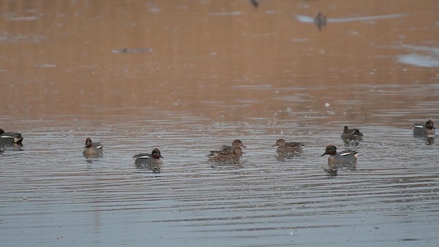 Green-winged Teal (Eurasian) - ML629609446