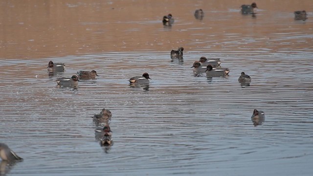 Green-winged Teal (Eurasian) - ML629609451