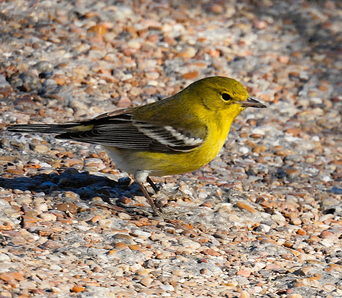 Pine Warbler - ML629609547