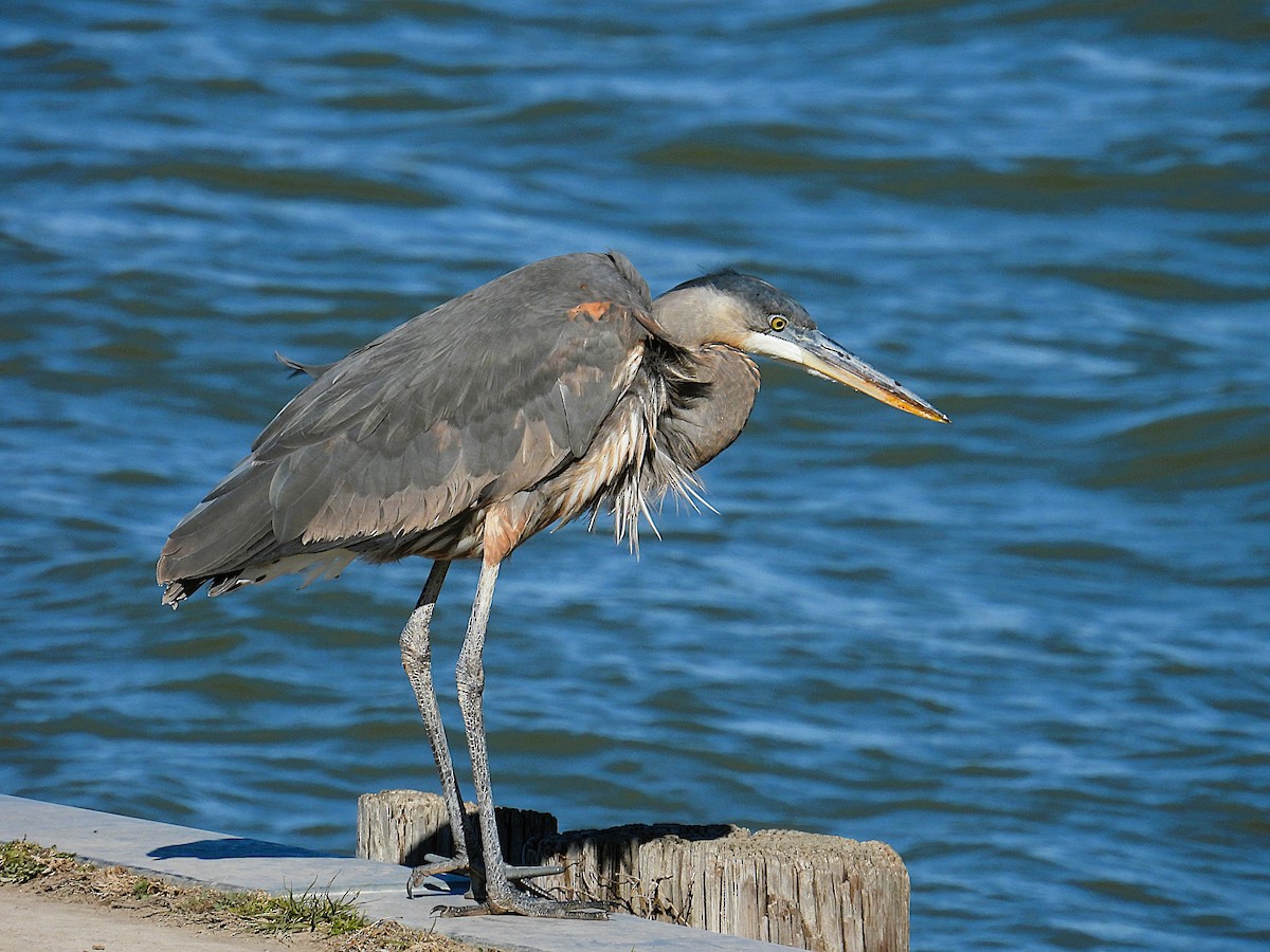 Great Blue Heron - ML629609549
