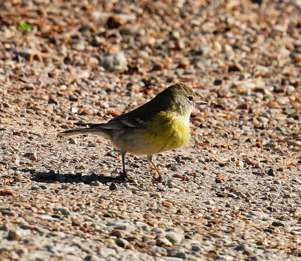 Pine Warbler - ML629609570