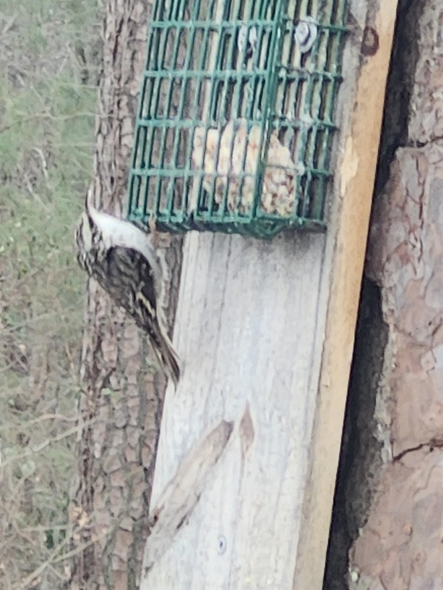 Brown Creeper - ML629609777