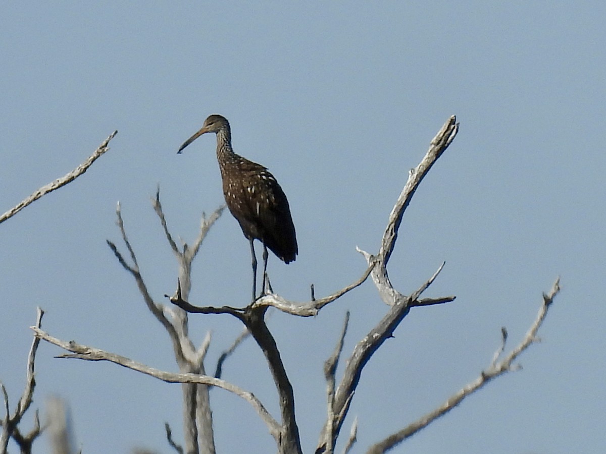 Limpkin - ML629609838