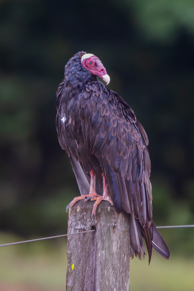 Turkey Vulture - ML629609913