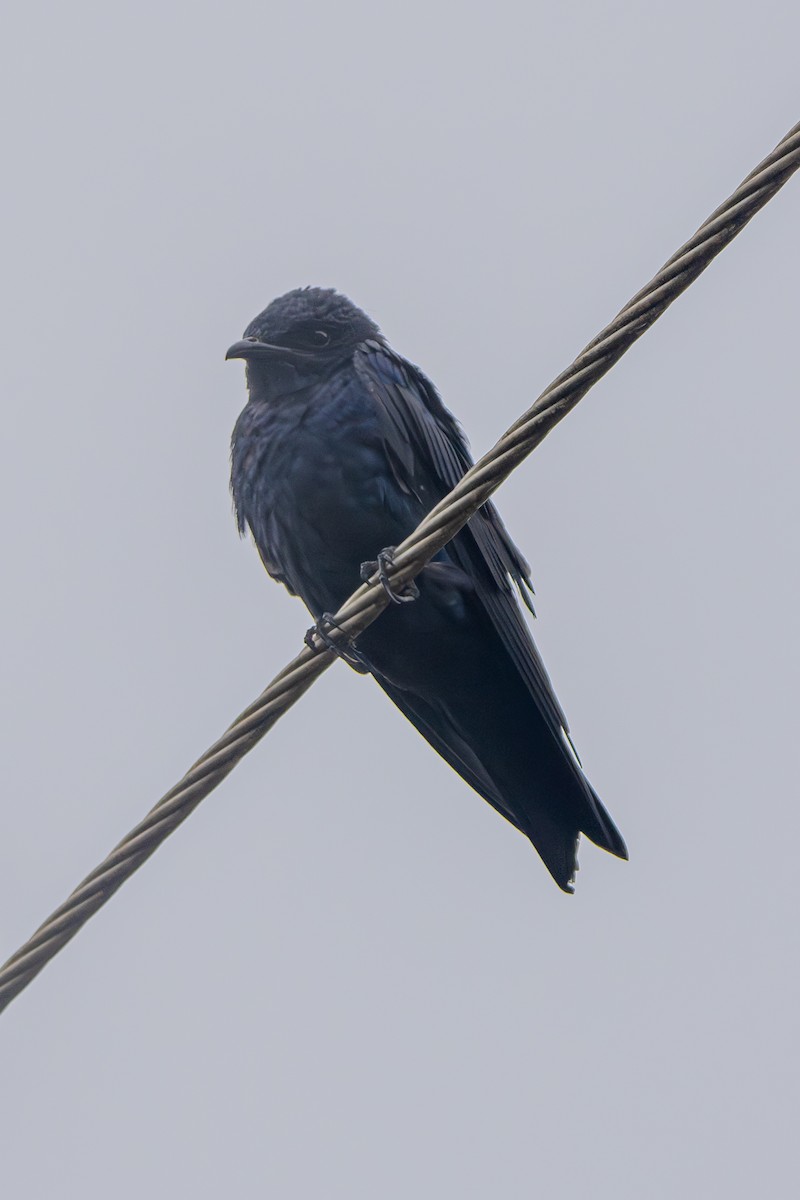 Purple Martin - ML629609924