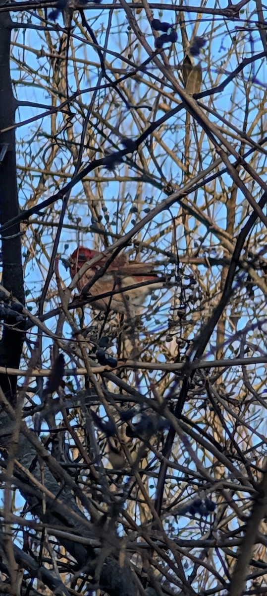 Purple Finch - ML629610189