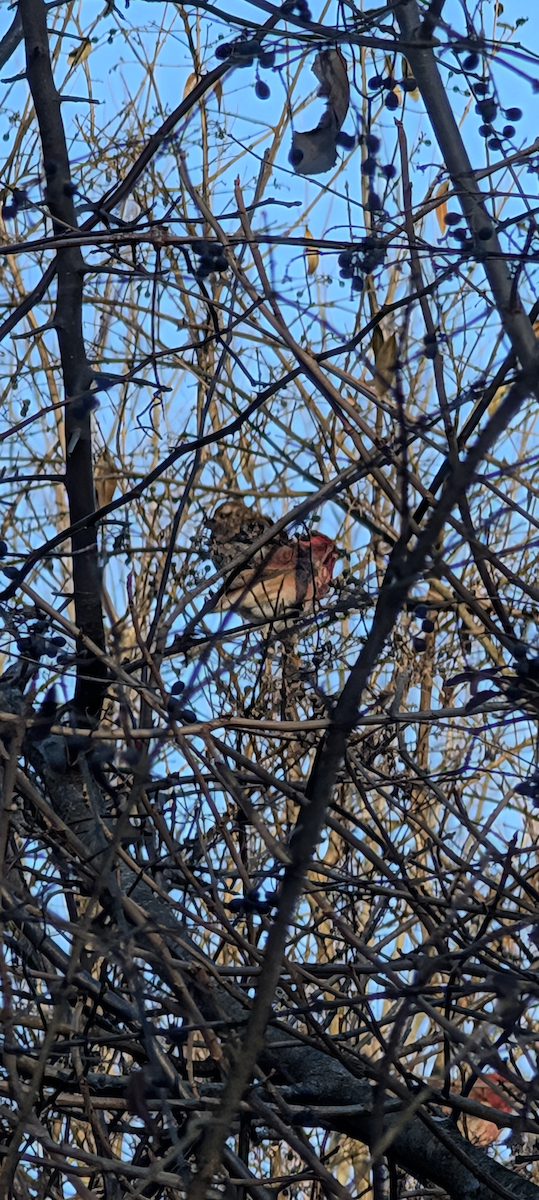 Purple Finch - ML629610191
