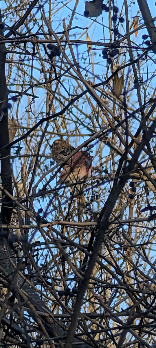 Purple Finch - ML629610192