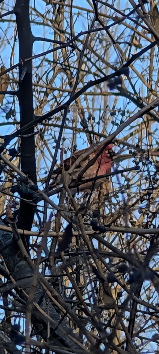 Purple Finch - ML629610193