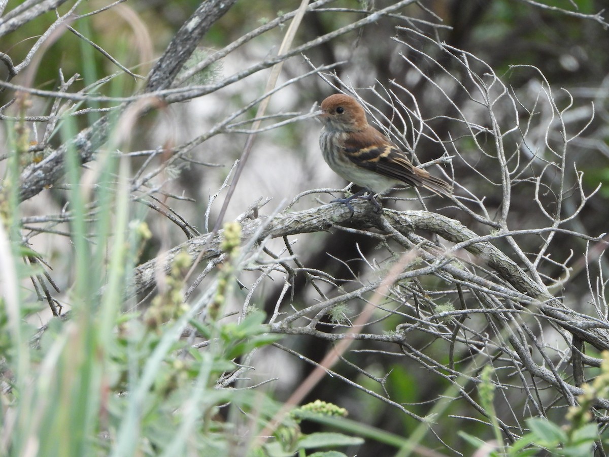 Mosquero Estriado - ML629610289