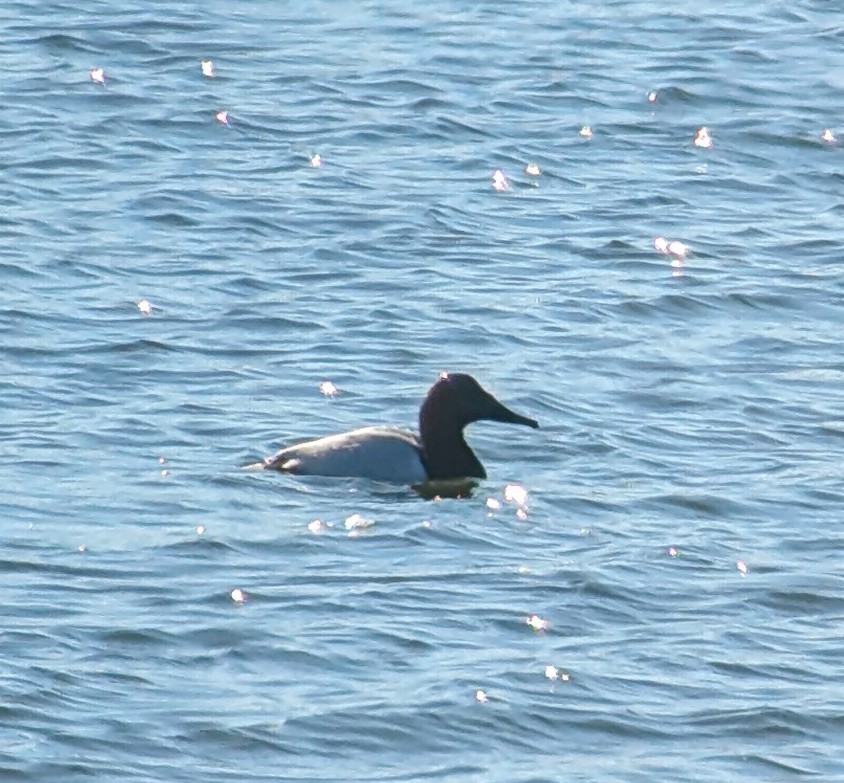 Canvasback - ML629610396