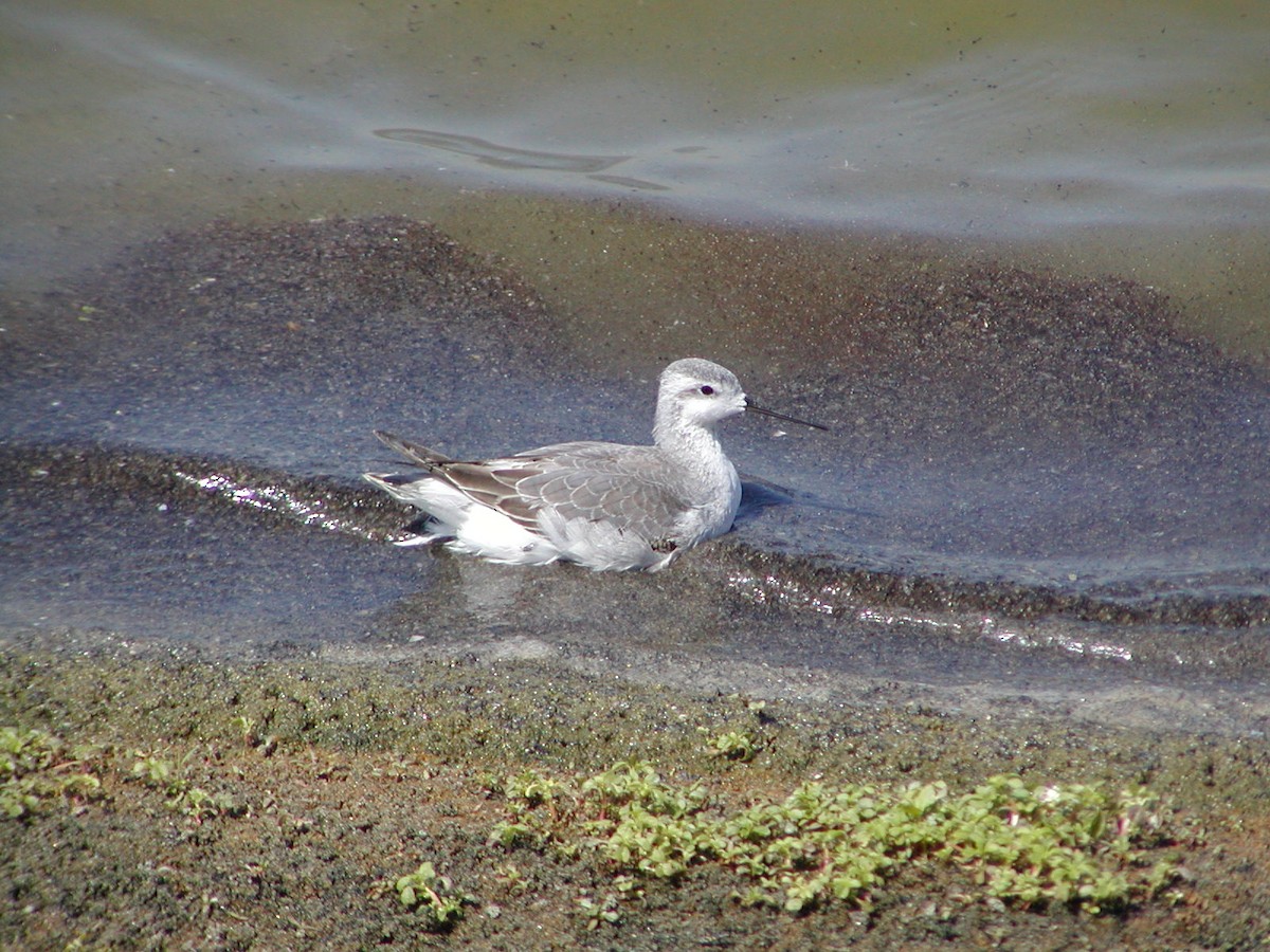 hvithalesvømmesnipe - ML62961051