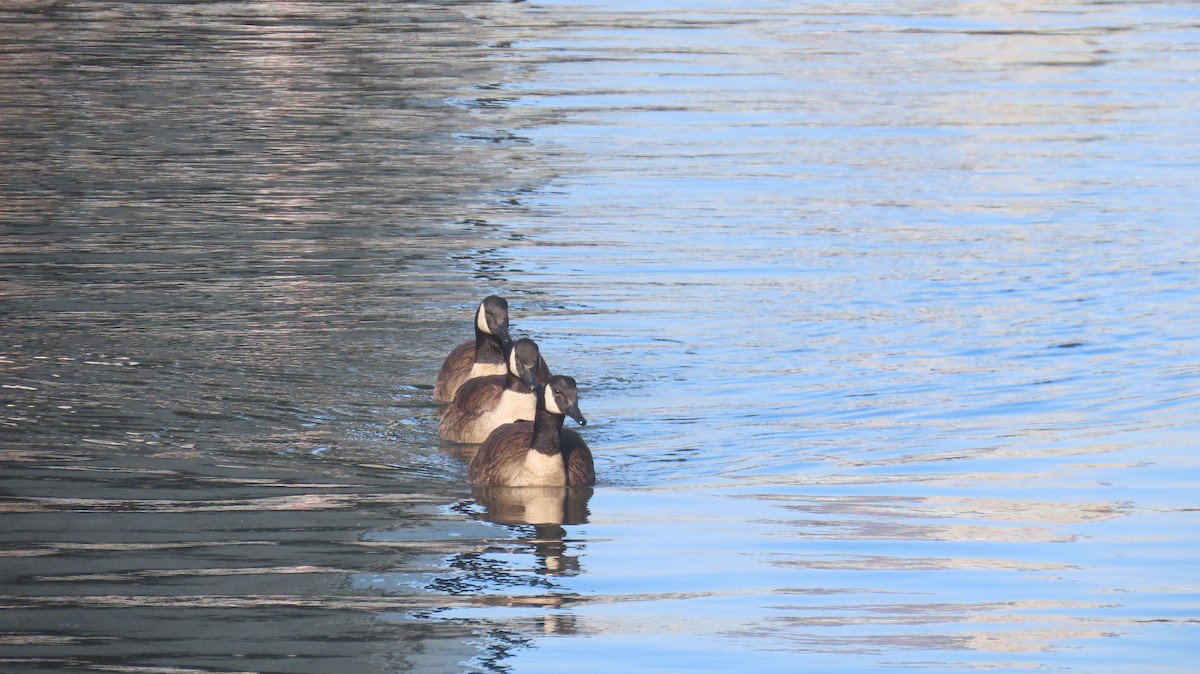 Canada Goose - ML629610778