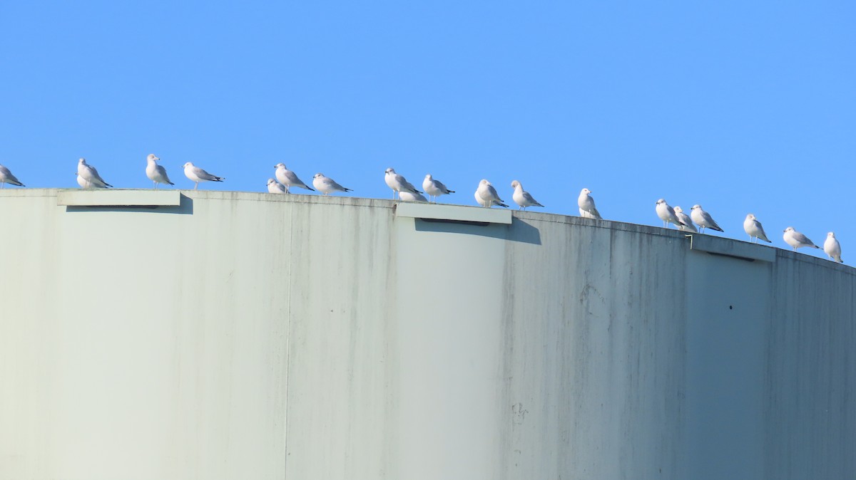 Ring-billed Gull - ML629610791