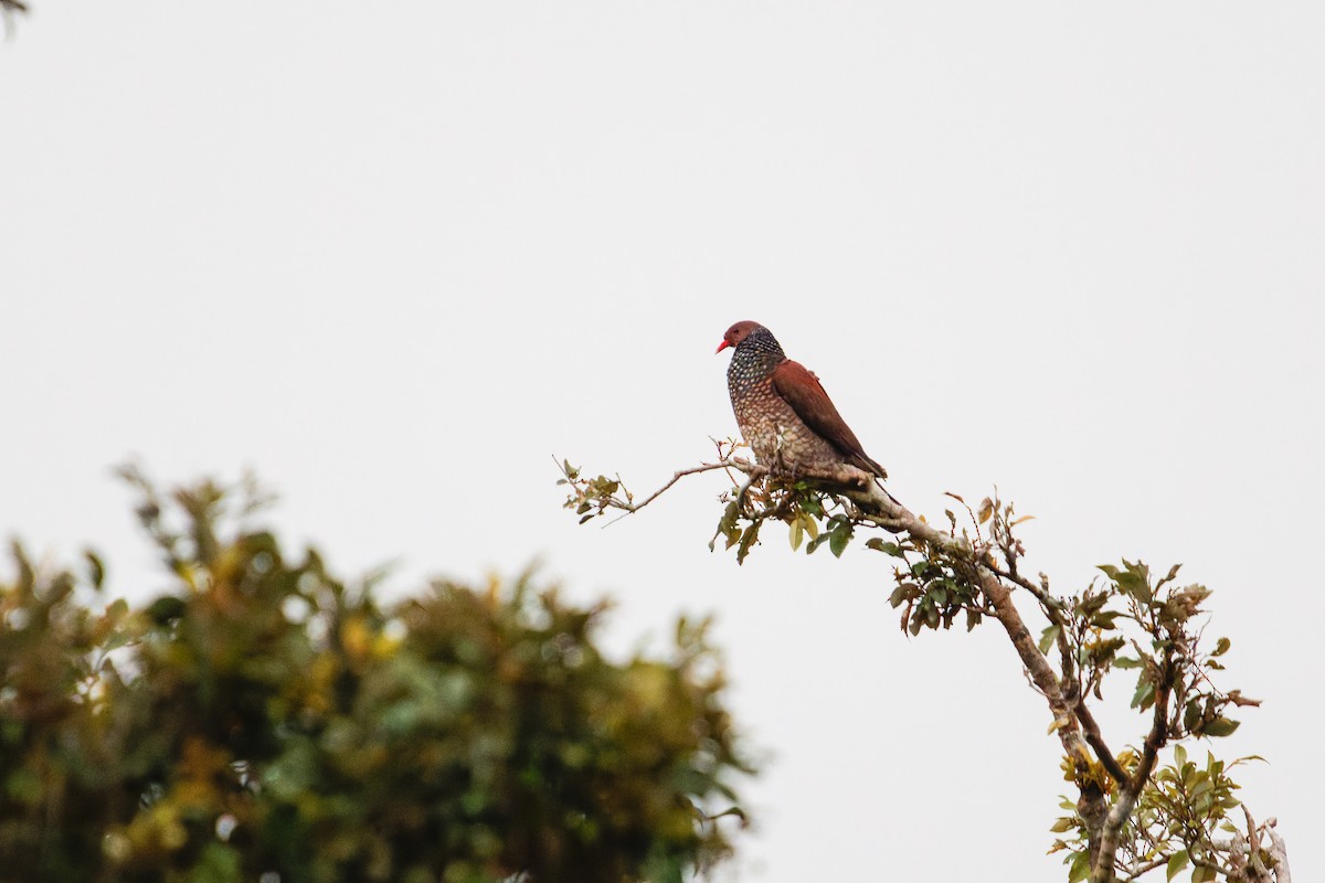 Scaled Pigeon - ML629611108