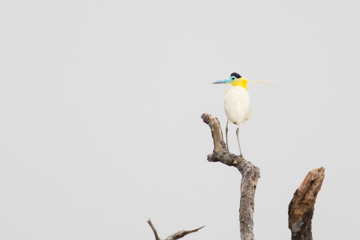 Capped Heron - ML629611134