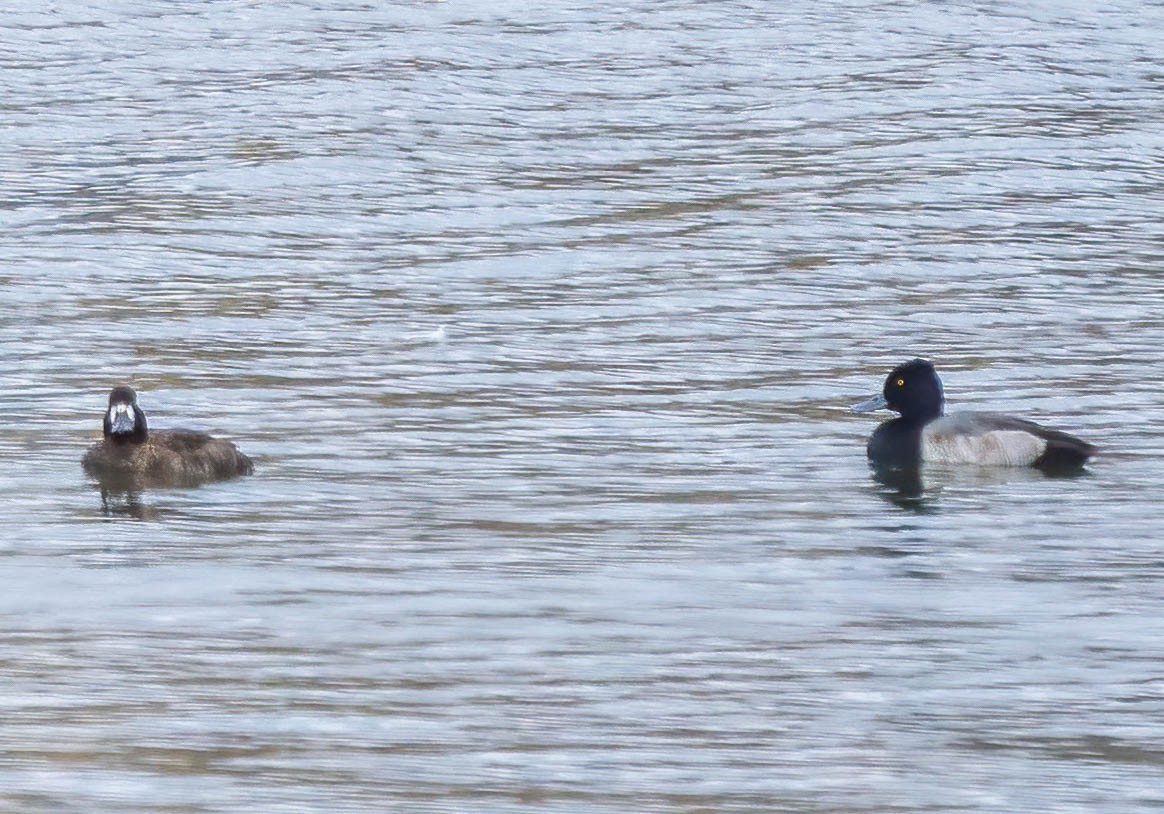Lesser Scaup - ML629611145