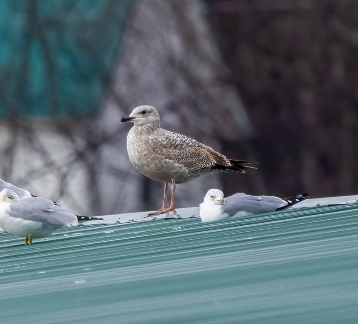 American Herring Gull - ML629611158