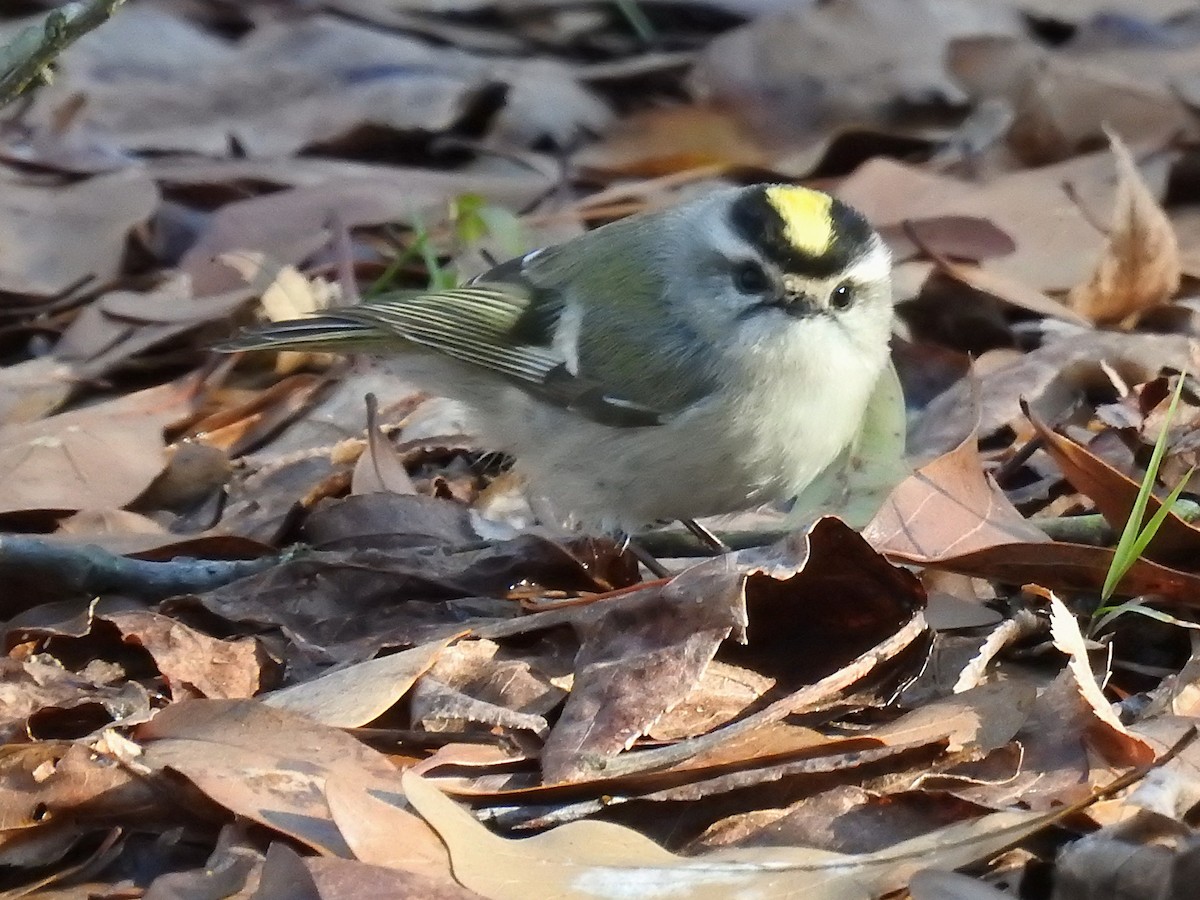 Golden-crowned Kinglet - ML629611224
