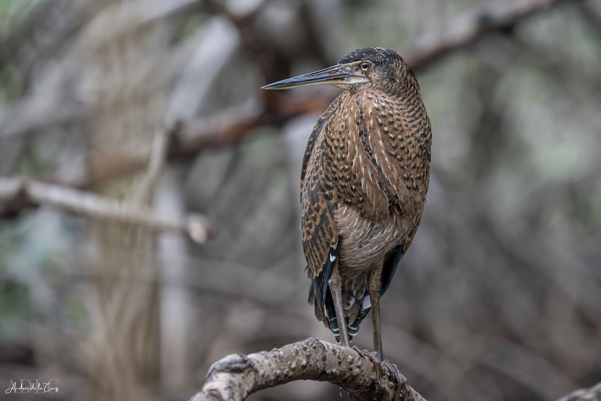 White-crested Tiger-Heron - ML629611377