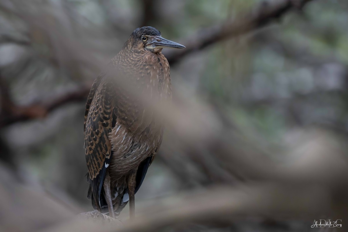 White-crested Tiger-Heron - ML629611378