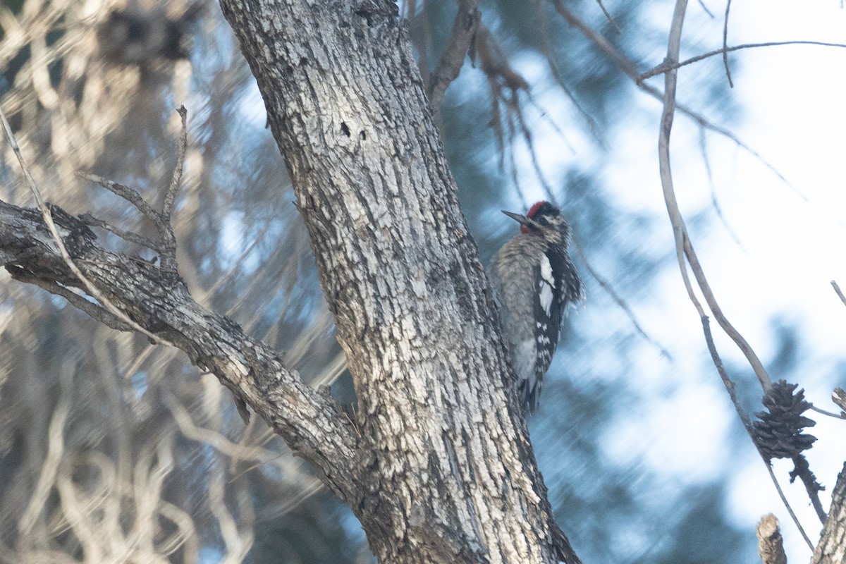 Sphyrapicus sp. - ML629611425