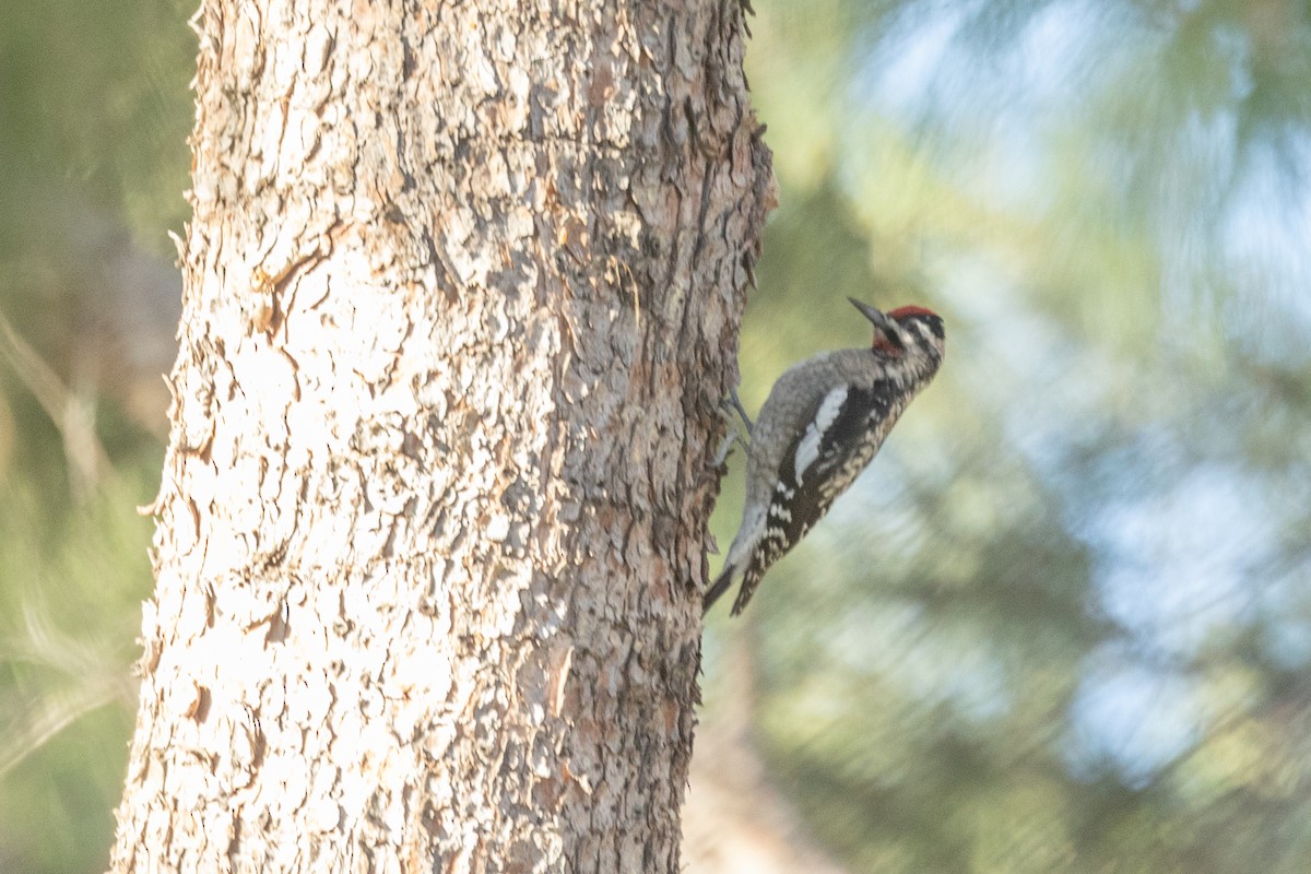 Sphyrapicus sp. - ML629611426