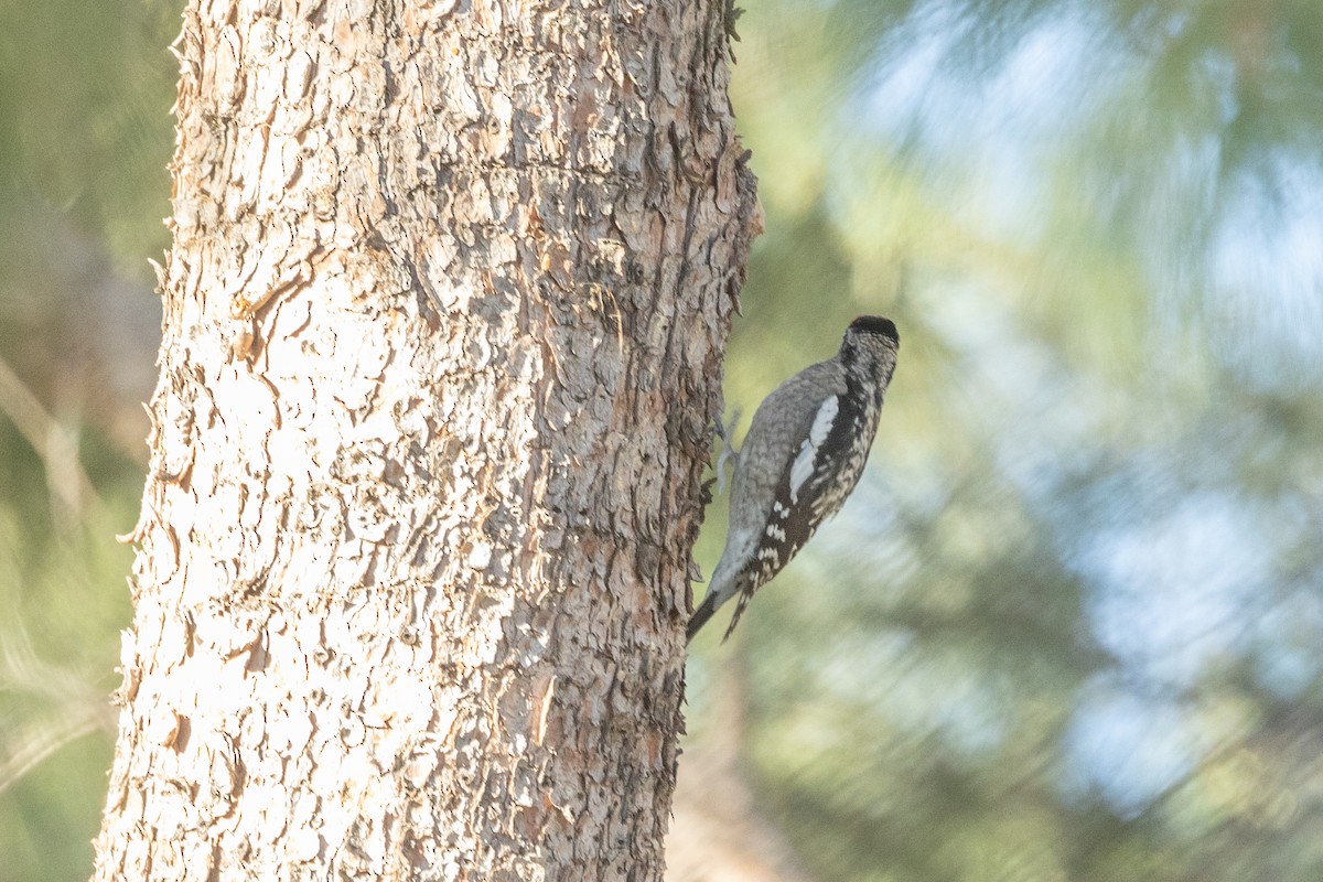 Sphyrapicus sp. - ML629611427