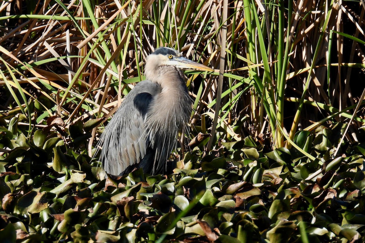 Great Blue Heron - ML629611575