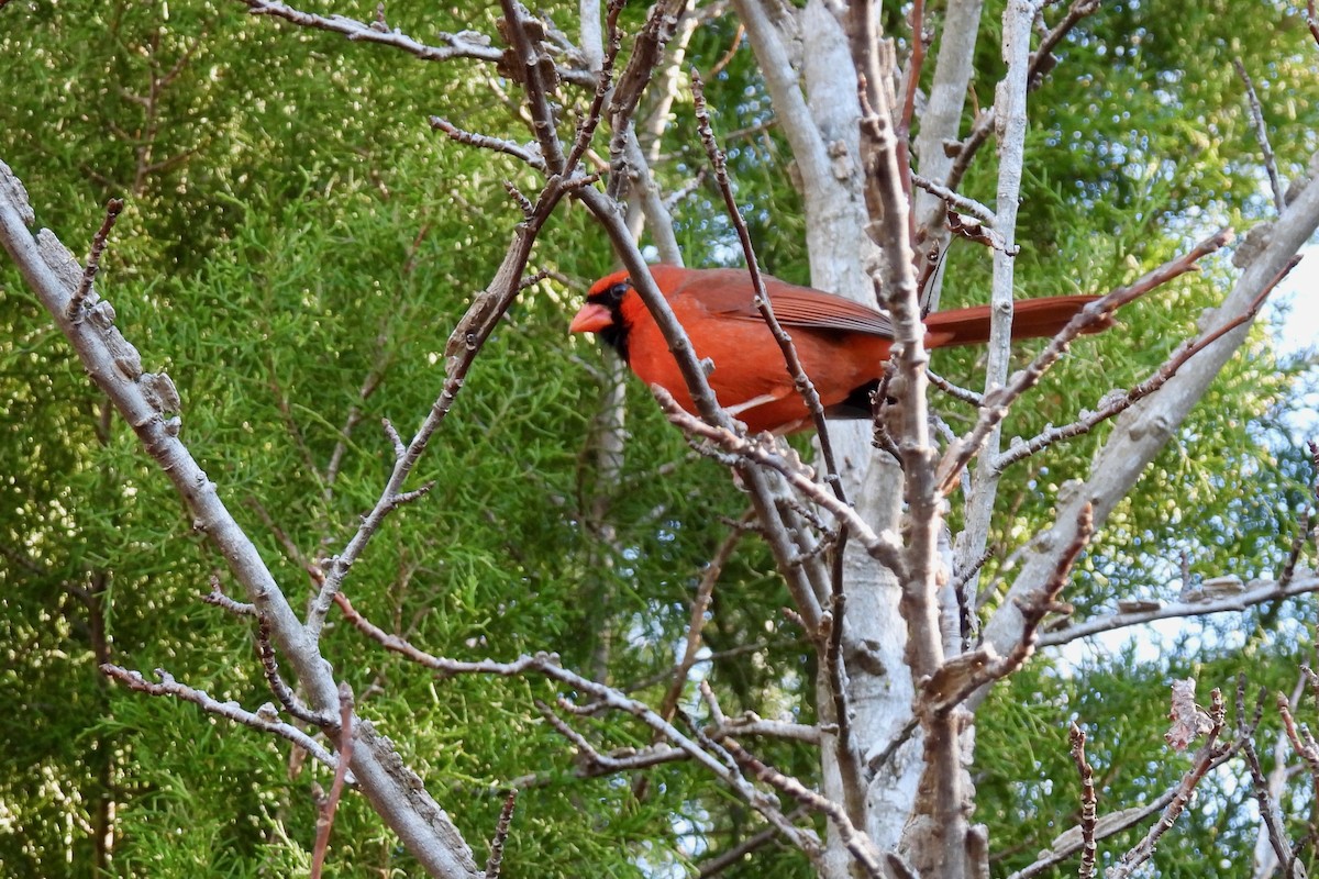 Northern Cardinal - ML629611587