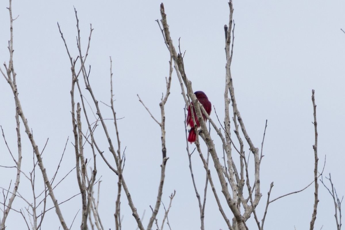 Pompadour Cotinga - ML629611589