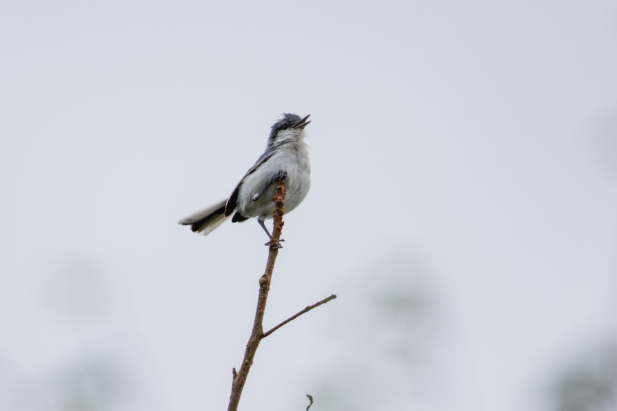 Tropical Gnatcatcher (innotata) - ML629611599