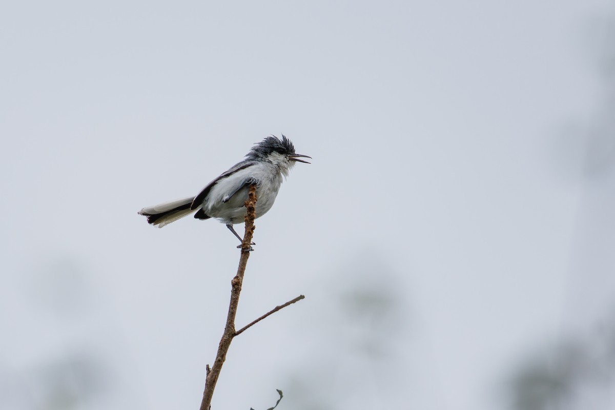 Tropical Gnatcatcher (innotata) - ML629611600