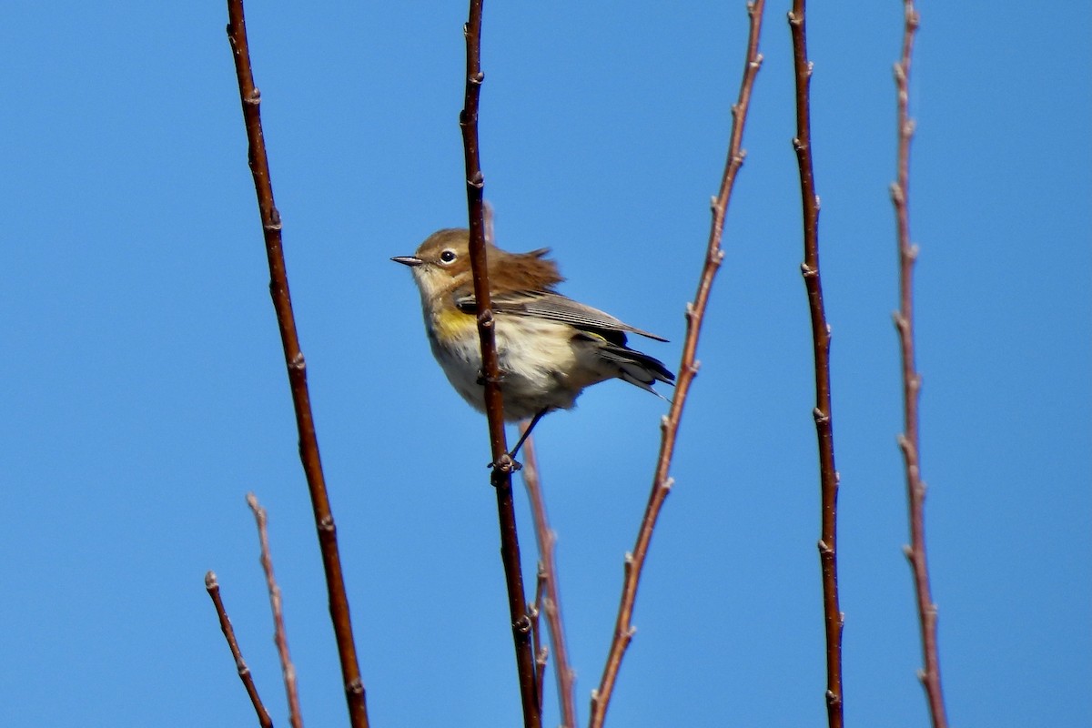 Yellow-rumped Warbler - ML629611604
