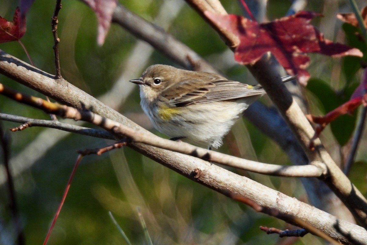 Yellow-rumped Warbler - ML629611606