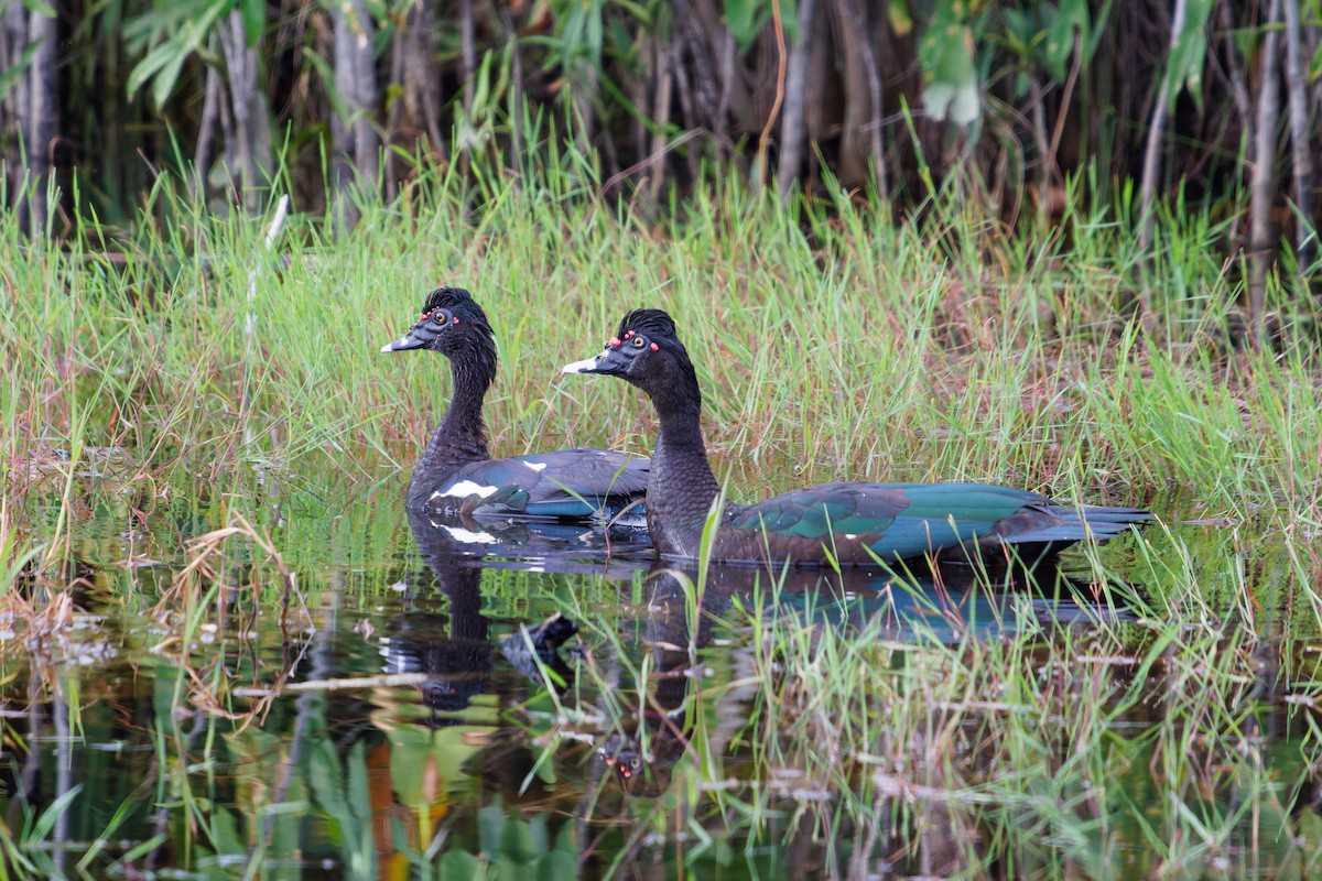 Muscovy Duck - ML629611650