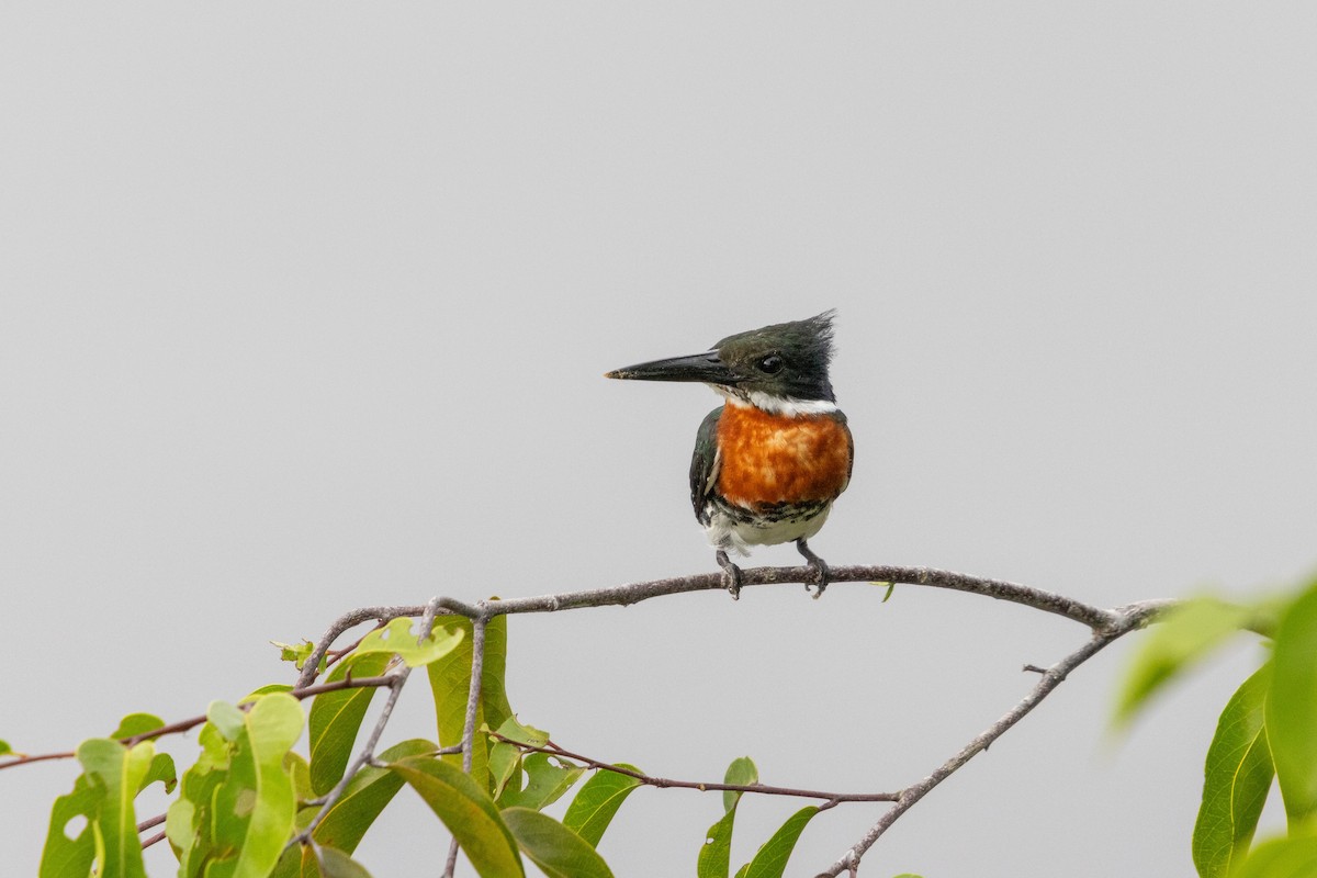 Green Kingfisher - ML629611657