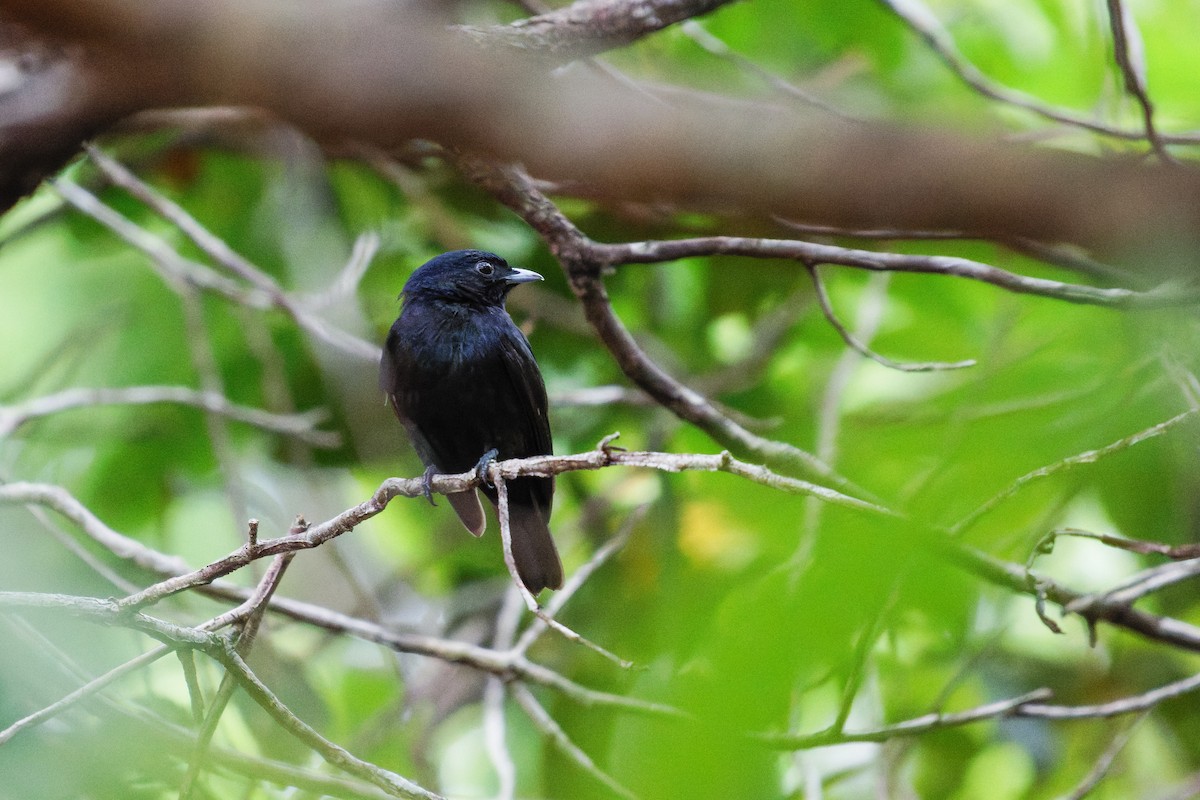 Black Manakin - ML629611684