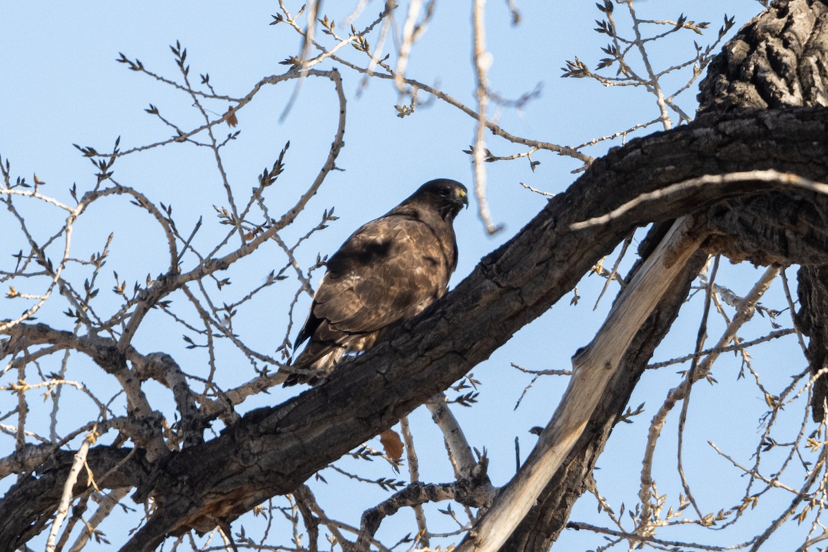 Red-tailed Hawk (Harlan's) - ML629611814