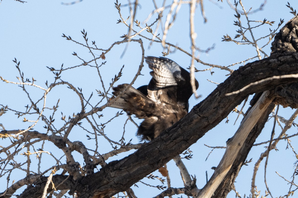 Red-tailed Hawk (Harlan's) - ML629611815