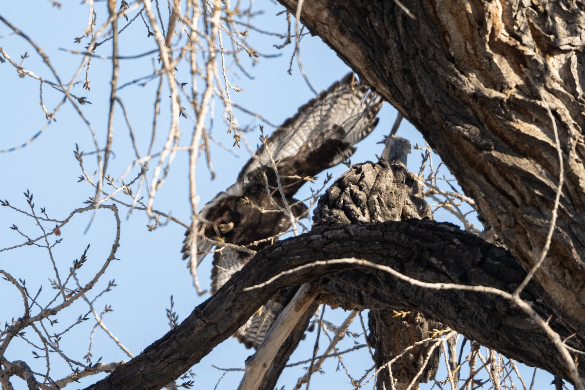 Red-tailed Hawk (Harlan's) - ML629611816