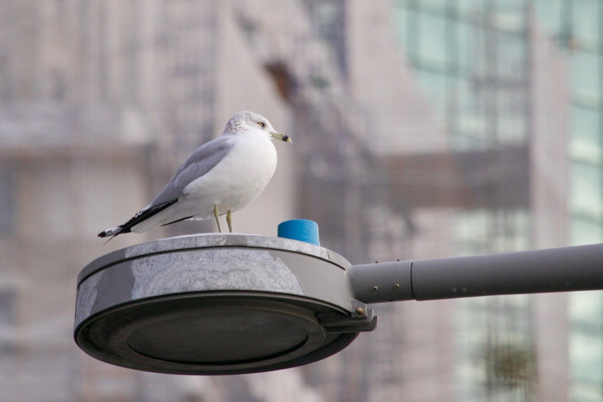 Ring-billed Gull - ML629611842