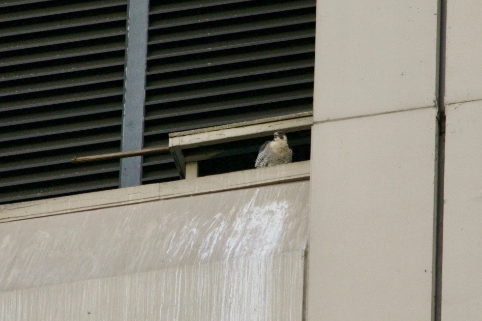 Эгэл шонхор - ML629611860