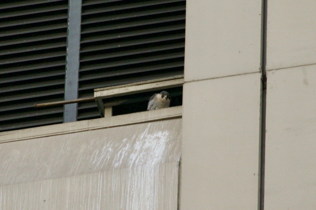 Эгэл шонхор - ML629611861