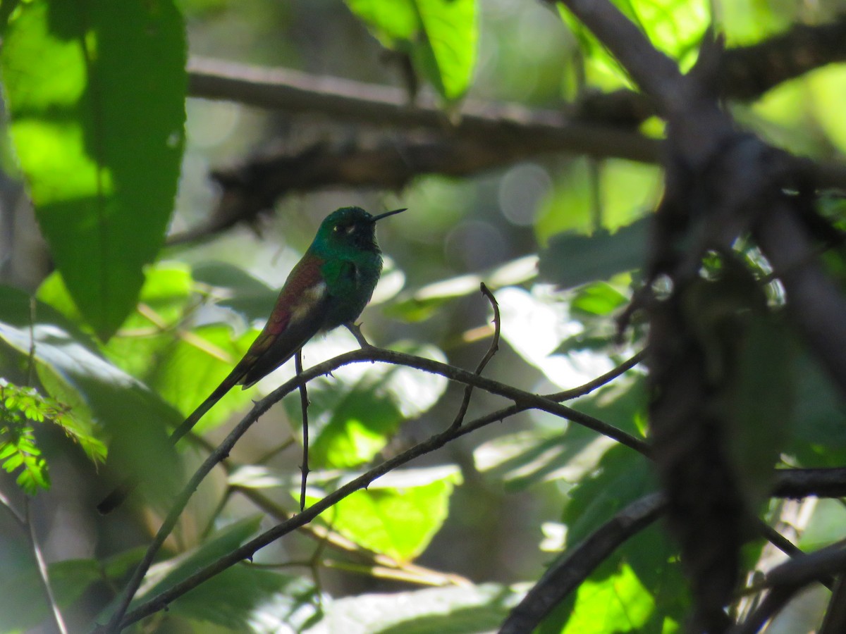 Red-tailed Comet - ML629611876
